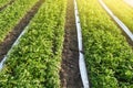 Long rows plantation of potato bushes after agrofibre removal. Cultivation, harvesting in late spring. Growing a crop on the farm Royalty Free Stock Photo