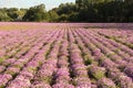 Long rows purple silene flowers in the dutch countryside in summer