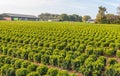 Long rows of spherical boxwood shrubs at a specialized Dutch nursery