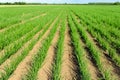 Long rows of young onion plants on a large field Royalty Free Stock Photo