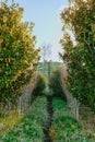 Long path between trees and fields leading to steps  and crest of hill Royalty Free Stock Photo