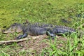 A long scaly green alligator sunning Royalty Free Stock Photo