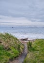 Long seagrass blows in the wind at Piper's Lagoon beach on Vancouver Island, Canada. Royalty Free Stock Photo