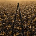 The long shadow of a photographer on a yellow field at sunset Royalty Free Stock Photo