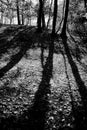 Long shadows Royalty Free Stock Photo