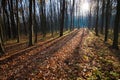 Long shadows in first sun rays getting through tree branches, bicycle pathway track covered with fallen leaves on a beautiful dawn