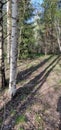 Long shadows look beautiful on a spring forest path Royalty Free Stock Photo