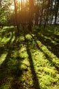 Long shadows of pine tree trunks in pinewood.