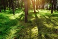 Long shadows of pine tree trunks in pinewood.