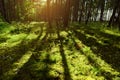 Long shadows of pine tree trunks in pinewood.