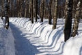 Long shadows in a snowy forest