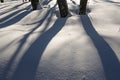 Long shadows in a snowy forest