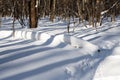 Long shadows in a snowy forest