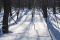 Long shadows in a snowy forest