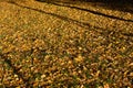 Long shadows from tall trees on wood path covered with fallen leaves in dense autumn coloured birch and pine temperate forest on Royalty Free Stock Photo