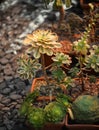 long shaggy green cactus on a blurry background