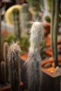 Long shaggy green cactus on a blurry background
