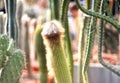 Long shaggy green cactus on a blurry background