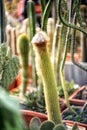 Long shaggy green cactus on a blurry background