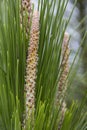 Long shaped pine flower