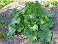 Long-shaped rhubarb palmate Rheum palmatum L. grows in the garden