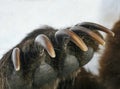 Long sharp claws of brown bear on the right front paw Royalty Free Stock Photo