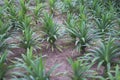 Long sharp leaves of the grassy pineapple bushes