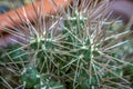 Long sharp thorns of a cactus