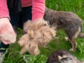 Long shedding dog`s coat on comb for pets closeup in girl`s hands outdoor. Excess seasonal canine hair loss care