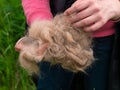 Long shedding dog& x27;s coat on comb for pets closeup in girl& x27;s hands outdoor. Excess seasonal canine hair loss care