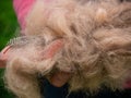 Long shedding dog`s coat on comb for pets closeup in girl`s hands outdoor. Excess seasonal canine hair loss care