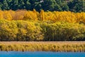 Autumn colors with different layers of trees