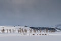 long shot of a bison herd feeding in the snow during winter at yellowstone national park Royalty Free Stock Photo