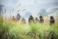 long shot of gorilla group in valley fog Royalty Free Stock Photo