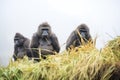 long shot of gorilla group in valley fog Royalty Free Stock Photo