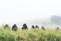 long shot of gorilla group in valley fog Royalty Free Stock Photo