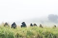 long shot of gorilla group in valley fog