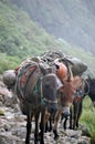 Long shot of a group of donkeys with travel baggage on their backs.