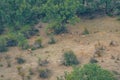 Long shot of large group of fallow deer