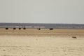 Long shot of ostriches walking on a savanna with a lone fox on the side