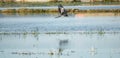 Heron flying over flooded rice plantation, profile view Royalty Free Stock Photo