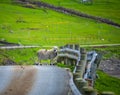 Sheep in the middle of the road looking at the camera