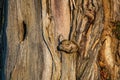 Long shot of squirrel camouflagged in the tree trunk Royalty Free Stock Photo