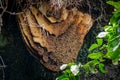 Wild beehive with bees hanging on the cave roof