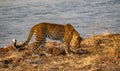 Leopard licking front left leg near river