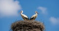 Two White Storks Perched in a Large Nest Against a Blue Sky Royalty Free Stock Photo