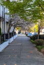 A long sidewalk covered with lush green trees and white cherry blossom trees surrounded by a white and black building and cars Royalty Free Stock Photo