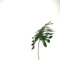 Long singal leaf black background Royalty Free Stock Photo