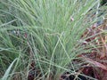 Miscanthus sinensis `Morning Light`