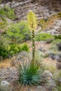 A long slender white flowering yucca plant in Palm Spring, California Royalty Free Stock Photo